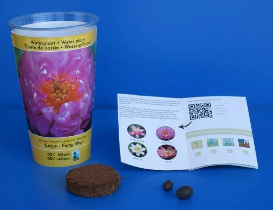 Gefüllte Rosa Indische Lotosblume / Nelumbo Nucifera "Feng Shui" - Anzuchtset 1 Gefüllte Rosa Indische Lotosblume / Nelumbo Nucifera "Feng Shui" - Anzuchtset