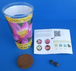 Rosa Indische Lotusblume / Nelumbo Nucifera "Xi Min Tjing" - Anzuchtset