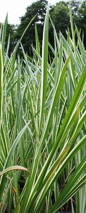 Weißgrüner, Gestreifter Kalmus / Acorus Calamus 'Variegatus' Im 9x9 Cm Topf