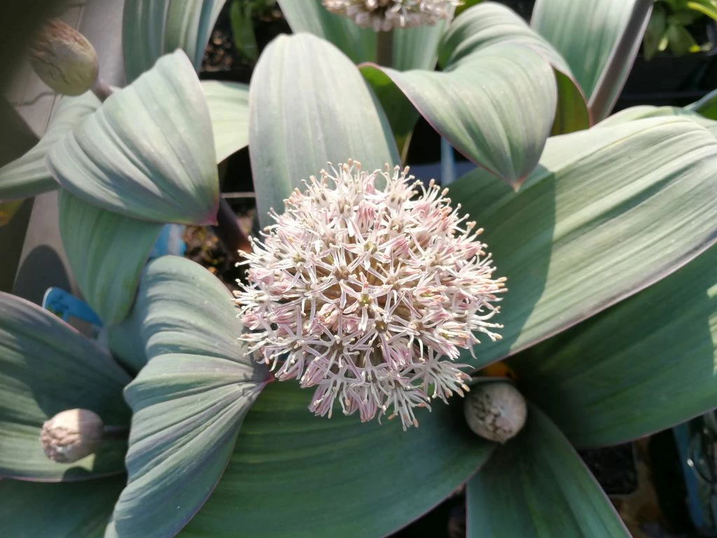 Blauzungen-Lauch / Allium Karataviense Im 9 Cm Topf 1 Blauzungen-Lauch / Allium Karataviense Im 9 Cm Topf