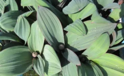 Blauzungen-Lauch / Allium Karataviense Im 9 Cm Topf 4 Blauzungen-Lauch / Allium Karataviense Im 9 Cm Topf -DENNERLE shop GT10060Mo 1 2