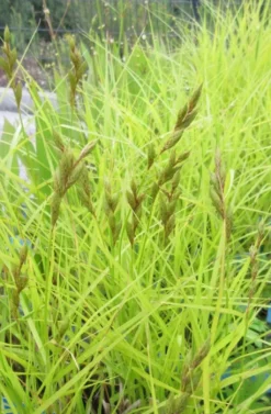 Palmwedel-Segge / Carex Muskingumensis Im 9x9 Cm Topf