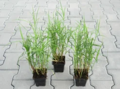 Palmwedel-Segge / Carex Muskingumensis Im 9x9 Cm Topf -DENNERLE shop GT10135M 1 3