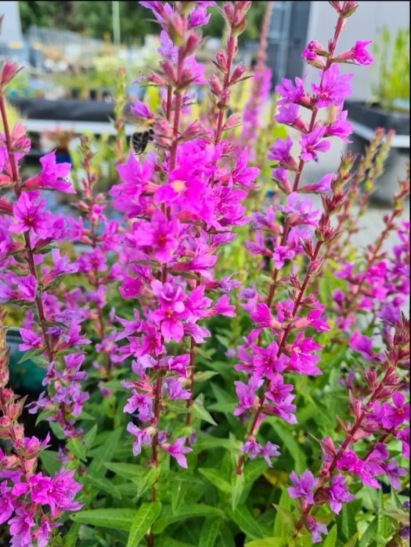 Blutweiderich / Lythrum Salicaria Im 9x9 Cm Topf 1 Blutweiderich / Lythrum Salicaria Im 9x9 Cm Topf