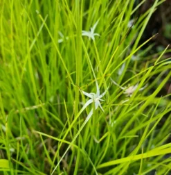 Sternentänzer / Rhynchospora Colorata Im 9 Cm Topf