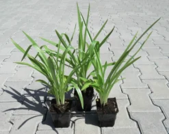 Gartenorchidee / Spiranthes Cernua Odorata 'Chadd's Ford' Im 9 Cm Topf -DENNERLE shop GT10825M 1 3