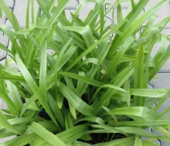 Gartenorchidee / Spiranthes Cernua Odorata 'Chadd's Ford' Im 9 Cm Topf -DENNERLE shop GT10825M 1 4