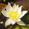 Gelbe Seerose / Nymphaea 'Colonel A. J. Welch' Im 11x11 Cm Topf