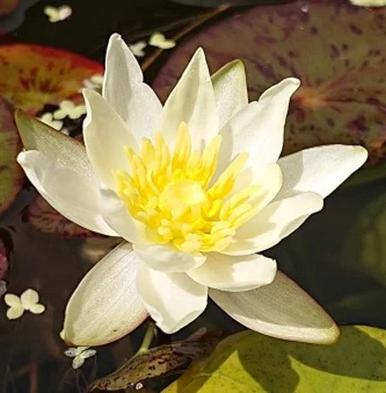 Gelbe Seerose / Nymphaea 'Colonel A. J. Welch' Im 11x11 Cm Topf 1 Gelbe Seerose / Nymphaea 'Colonel A. J. Welch' Im 11x11 Cm Topf