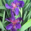 Schwarz-violette Sumpfschwertlilie "Black Gamecock" / Iris Louisiana "Black Gamecock" Im 9 Cm Topf