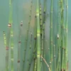 Winterschachtelhalm / Equisetum Hyemale Var. Japonicum (Equisitum ) Im 9x9 Cm Topf