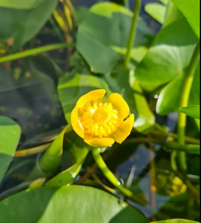 Einheimische Gelbe Teichrose / Nuphar Lutea (luteum) Im 11x11 Cm Topf 1 Einheimische Gelbe Teichrose / Nuphar Lutea (luteum) Im 11x11 Cm Topf
