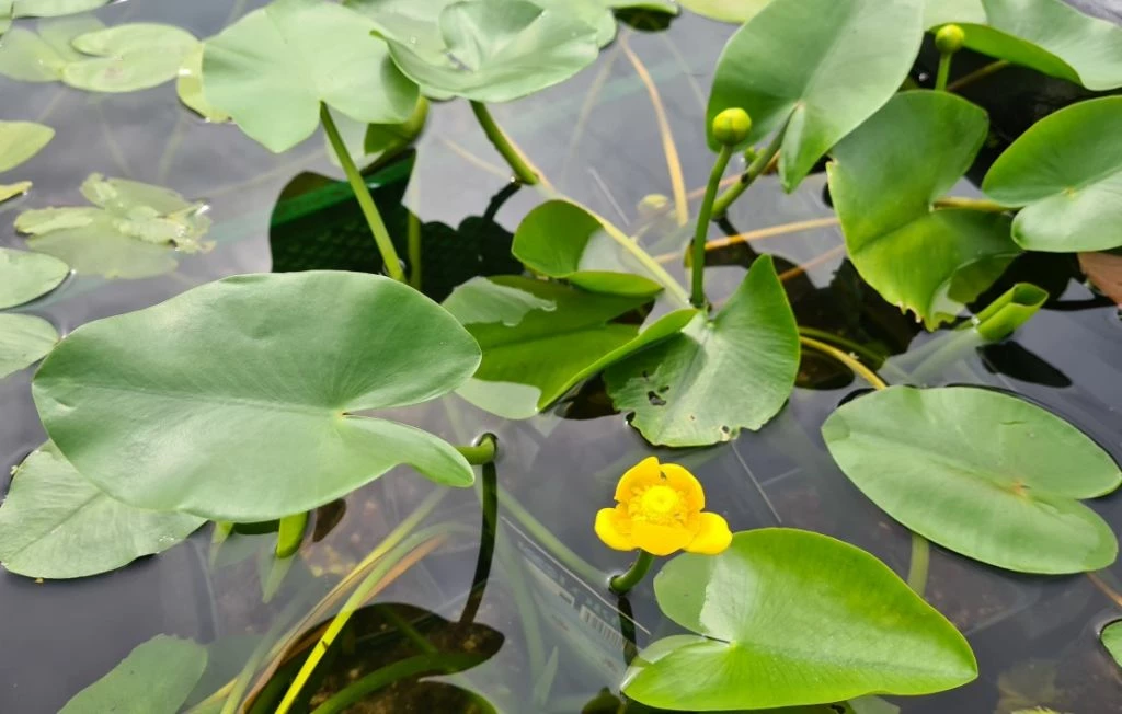 Einheimische Gelbe Teichrose / Nuphar Lutea (luteum) Im 11x11 Cm Topf 2 Einheimische Gelbe Teichrose / Nuphar Lutea (luteum) Im 11x11 Cm Topf – Bild 2