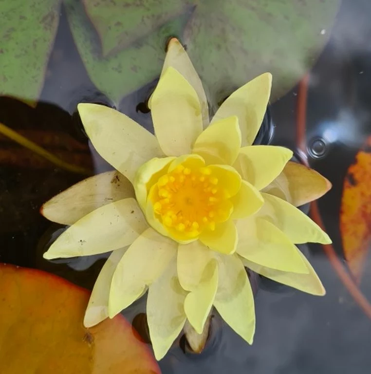 Gelbe Zwerg-Seerose / Nymphaea Pygmaea ´Helvola´ Miniseerose Im 9x9 Cm Topf 1 Gelbe Zwerg-Seerose / Nymphaea Pygmaea ´Helvola´ Miniseerose Im 9x9 Cm Topf