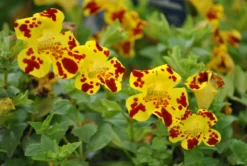 Gefleckte Gauklerblume / Mimulus Lut. Grandiflora Im 9x9 Cm Topf