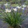 Weißer Sumpfkrokus / Zephyranthes Candida Weiß Im 9x9 Cm Topf