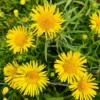 Weiden-Alant / Inula Salicina Im 9x9 Cm Topf
