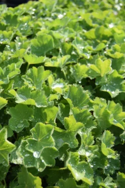 Großblättriger Frauenmantel / Alchemilla Mollis Im 9x9 Cm Topf