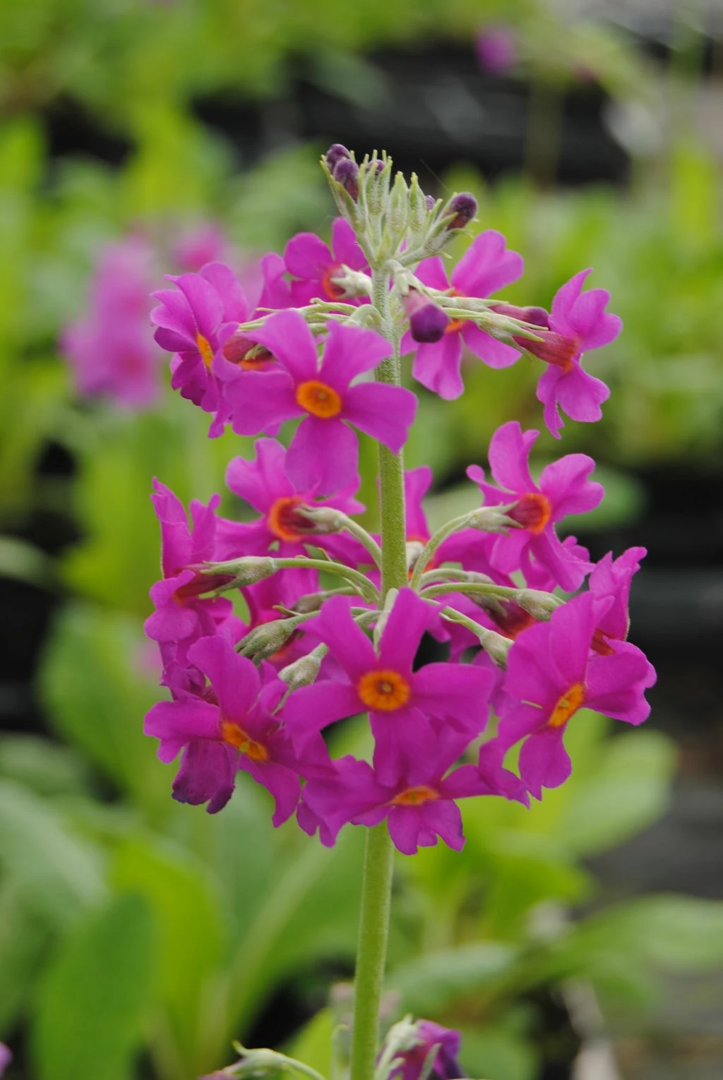 Etagen-Schlüsselblume / Primula Japonica Im 9x9 Cm Topf 1 Etagen-Schlüsselblume / Primula Japonica Im 9x9 Cm Topf