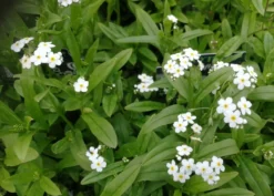 Weißes Sumpfvergißmeinnicht / Myosotis Palustris Weiß Im 9x9 Cm Topf