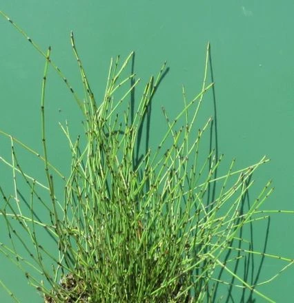 Zwergschachtelhalm / Equisetum Scirpoides Im 9x9 Cm Topf 1 Zwergschachtelhalm / Equisetum Scirpoides Im 9x9 Cm Topf