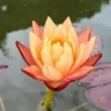 Zweifarbige Seerose / Nymphaea "Wanvisa" *Rarität*