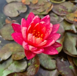 Zweifarbige Seerose / Nymphaea "Wanvisa" *Rarität* -DENNERLE shop GT3000wf 1 3