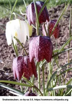 Samen Schachbrettblume / Fritillaria Meleagris - Samen Für Ca. 50 Pflanzen