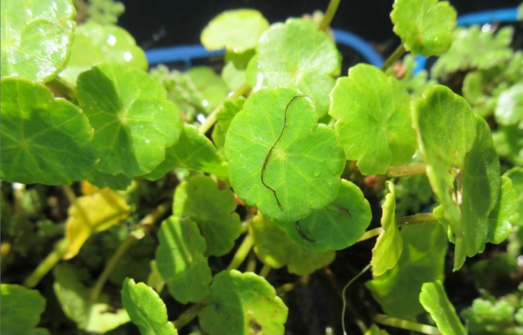 Wassernabel / Hydrocotyle Vulgaris Im 9x9 Cm Topf 1 Wassernabel / Hydrocotyle Vulgaris Im 9x9 Cm Topf