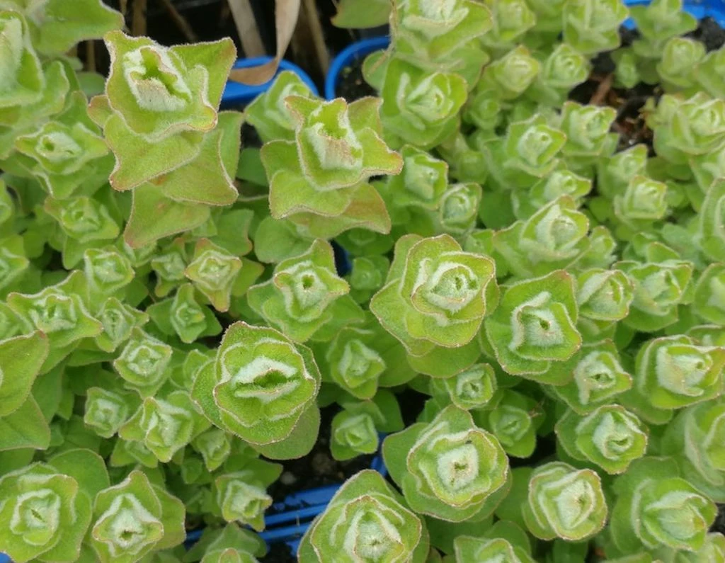 Sumpf-Johanniskraut - Sumpf-Hartheu, Gelb / Hypericum Elodes Im 9x9 Cm Topf 1 Sumpf-Johanniskraut - Sumpf-Hartheu, Gelb / Hypericum Elodes Im 9x9 Cm Topf