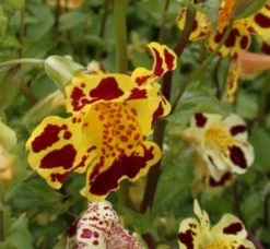 Getigerte Gauklerblume / Mimulus Tigrinus - Gelb-rot Gefleckt Im 9x9 Cm Topf