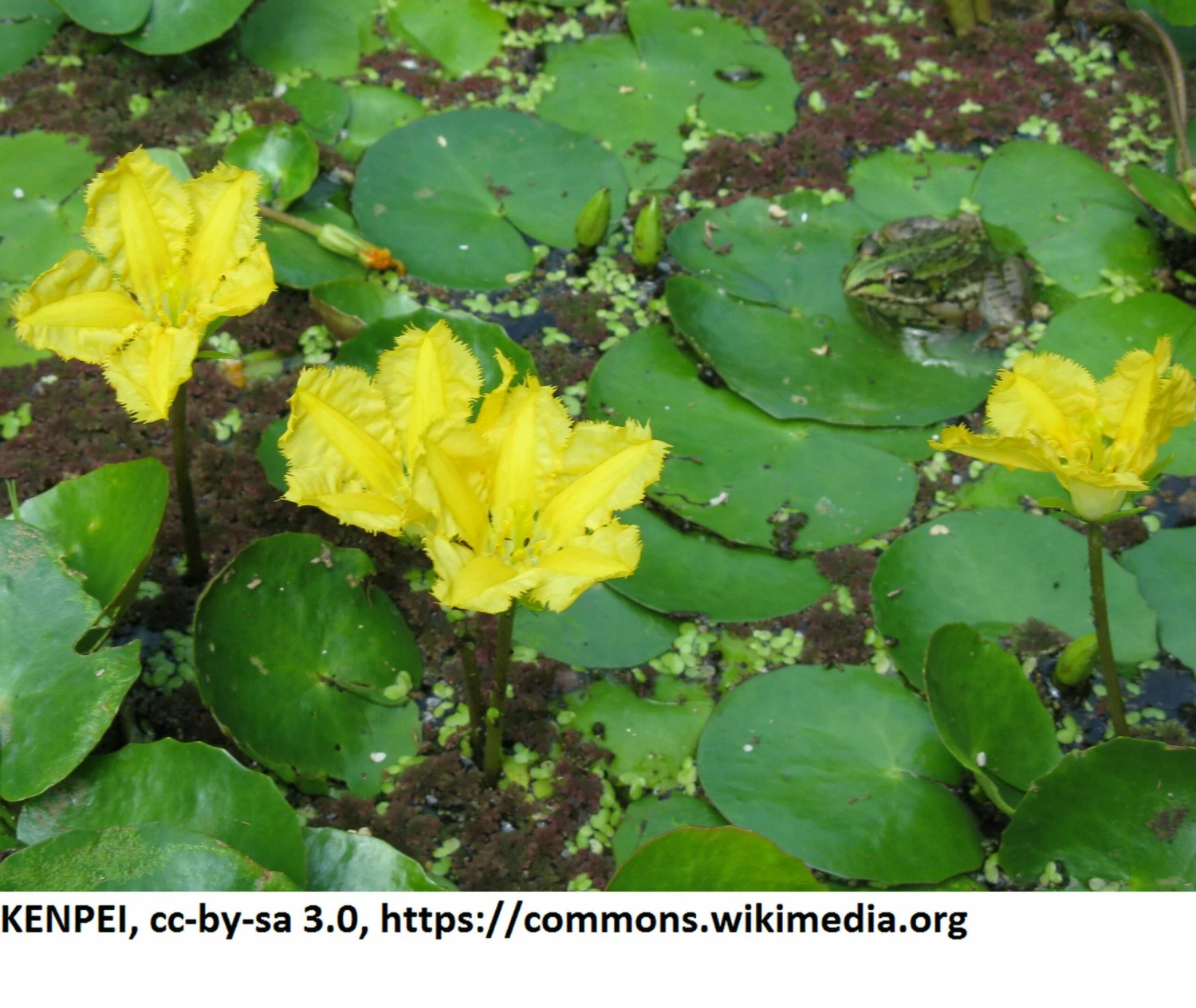 Europäische Gelbe Seekanne / Nymphoides Peltata Im 9x9 Cm Topf 2 Europäische Gelbe Seekanne / Nymphoides Peltata Im 9x9 Cm Topf – Bild 2