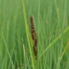 Hirse Segge / Carex Panicea Im 9x9 Cm Topf