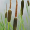 Feinblättriger Rohrkolben / Typha Gracilis Im 9x9 Cm Topf