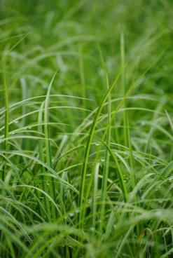 Gestreifter Zwergkalmus / Acorus Gramineus "Ogon" Im 9x9 Cm Topf