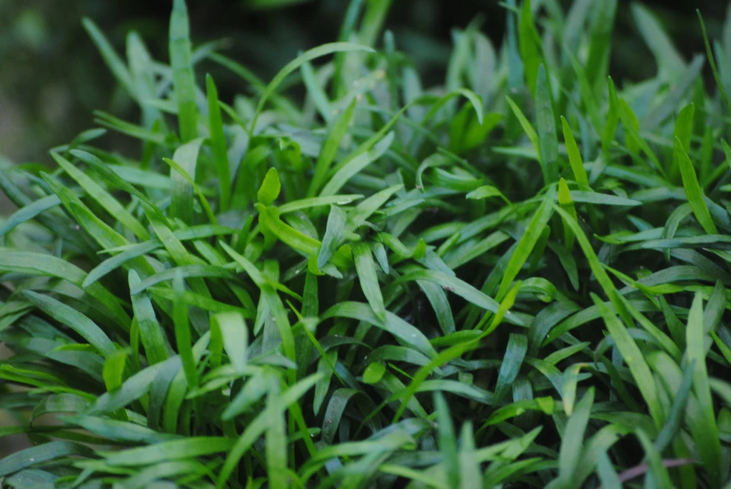 Unterwasserrasen / Lilaeopsis Brasiliensis Im 11x11 Cm Topf 1 Unterwasserrasen / Lilaeopsis Brasiliensis Im 11x11 Cm Topf