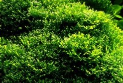 XL In-Vitro Kleines Teichlebermoos / Riccia Fluitans, Moos