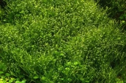 In-Vitro Kleines Teichlebermoos / Riccia Fluitans, Moos -DENNERLE shop R DZ 1 3