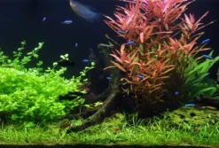 5 Töpfe Und 5 Bunde, Wasserpflanzen-Set Für Ein 100 Liter Aquarium -DENNERLE shop S050 1 10 1
