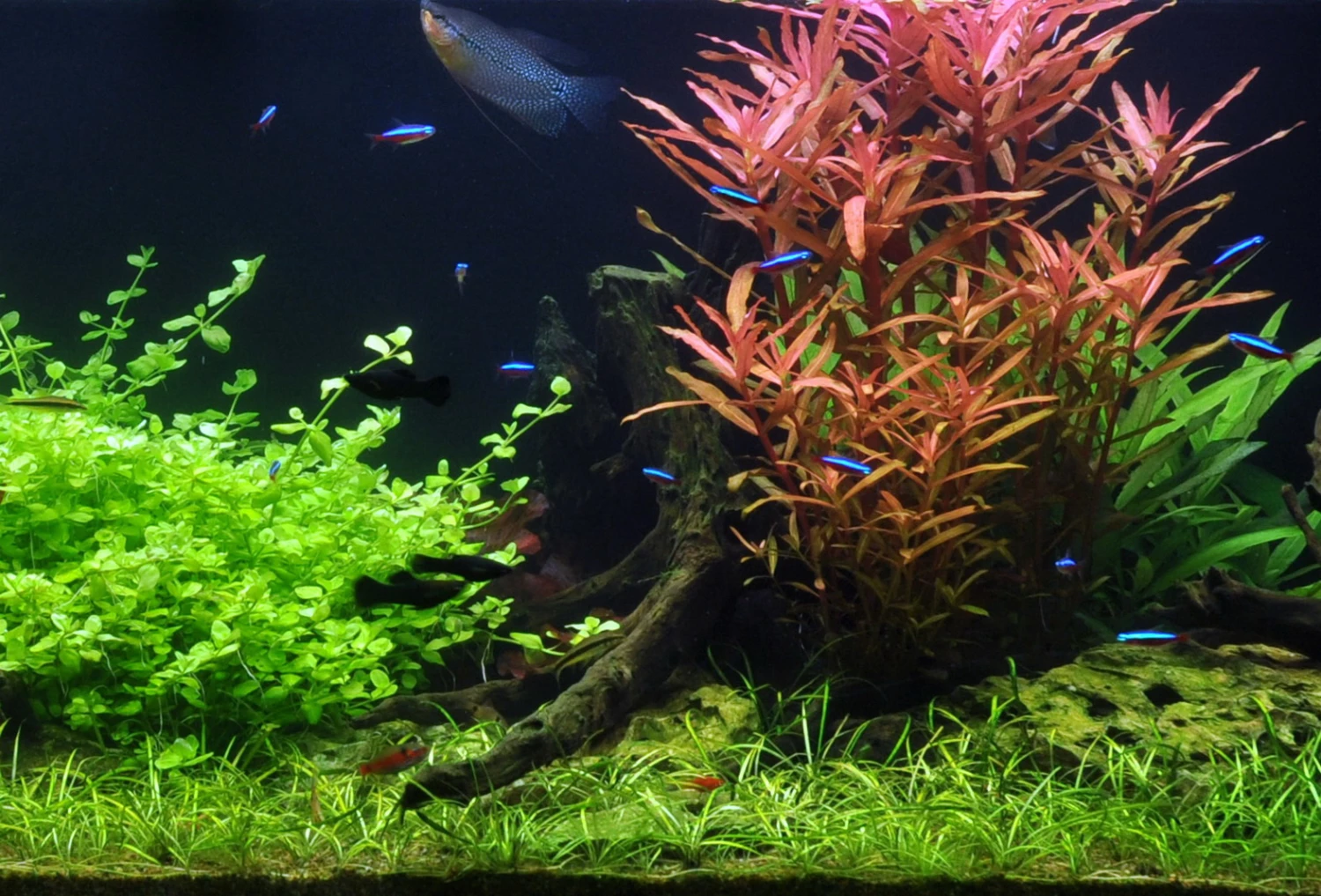 50 Wasserpflanzen, 5 Bunde Und 3 Topfpflanzen Für Ein 60 Liter Aquarium 4 50 Wasserpflanzen, 5 Bunde Und 3 Topfpflanzen Für Ein 60 Liter Aquarium – Bild 4