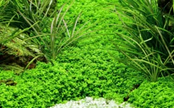 10 Töpfe Und 10 Bunde, Wasserpflanzen-Set Für Ein 200 Liter Aquarium 13 10 Töpfe Und 10 Bunde, Wasserpflanzen-Set Für Ein 200 Liter Aquarium -DENNERLE shop S050 1 11