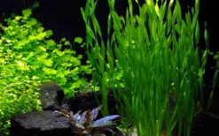 50 Wasserpflanzen, 5 Bunde Und 3 Topfpflanzen Für Ein 60 Liter Aquarium 16 50 Wasserpflanzen, 5 Bunde Und 3 Topfpflanzen Für Ein 60 Liter Aquarium -DENNERLE shop S050 1 15 2
