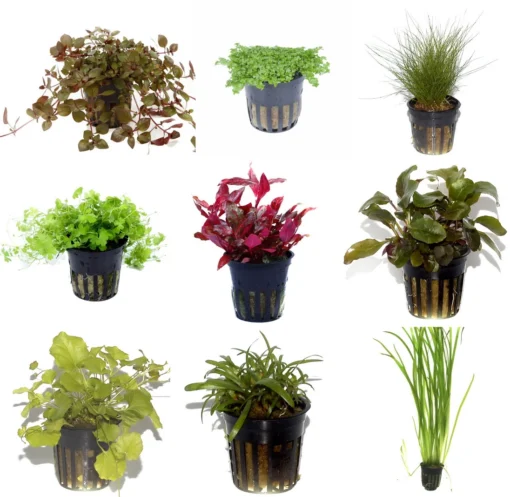 50 Wasserpflanzen, 5 Bunde Und 3 Topfpflanzen Für Ein 60 Liter Aquarium 6 50 Wasserpflanzen, 5 Bunde Und 3 Topfpflanzen Für Ein 60 Liter Aquarium -DENNERLE shop S050 1 2 2