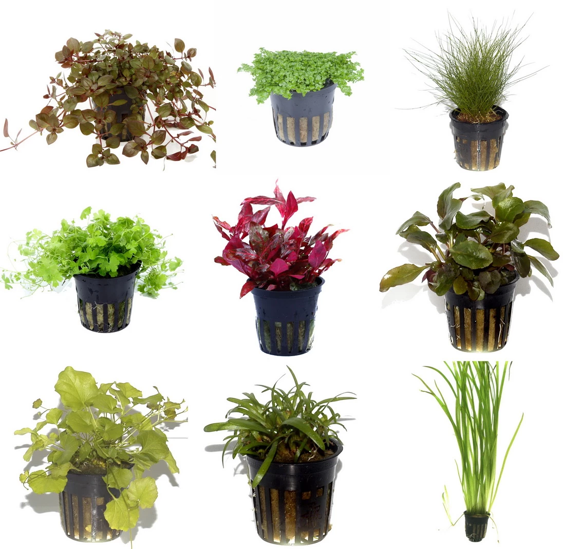 50 Wasserpflanzen, 5 Bunde Und 3 Topfpflanzen Für Ein 60 Liter Aquarium 1 50 Wasserpflanzen, 5 Bunde Und 3 Topfpflanzen Für Ein 60 Liter Aquarium