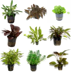 50 Wasserpflanzen, 5 Bunde Und 3 Topfpflanzen Für Ein 60 Liter Aquarium 10 50 Wasserpflanzen, 5 Bunde Und 3 Topfpflanzen Für Ein 60 Liter Aquarium -DENNERLE shop S050 1 4 2