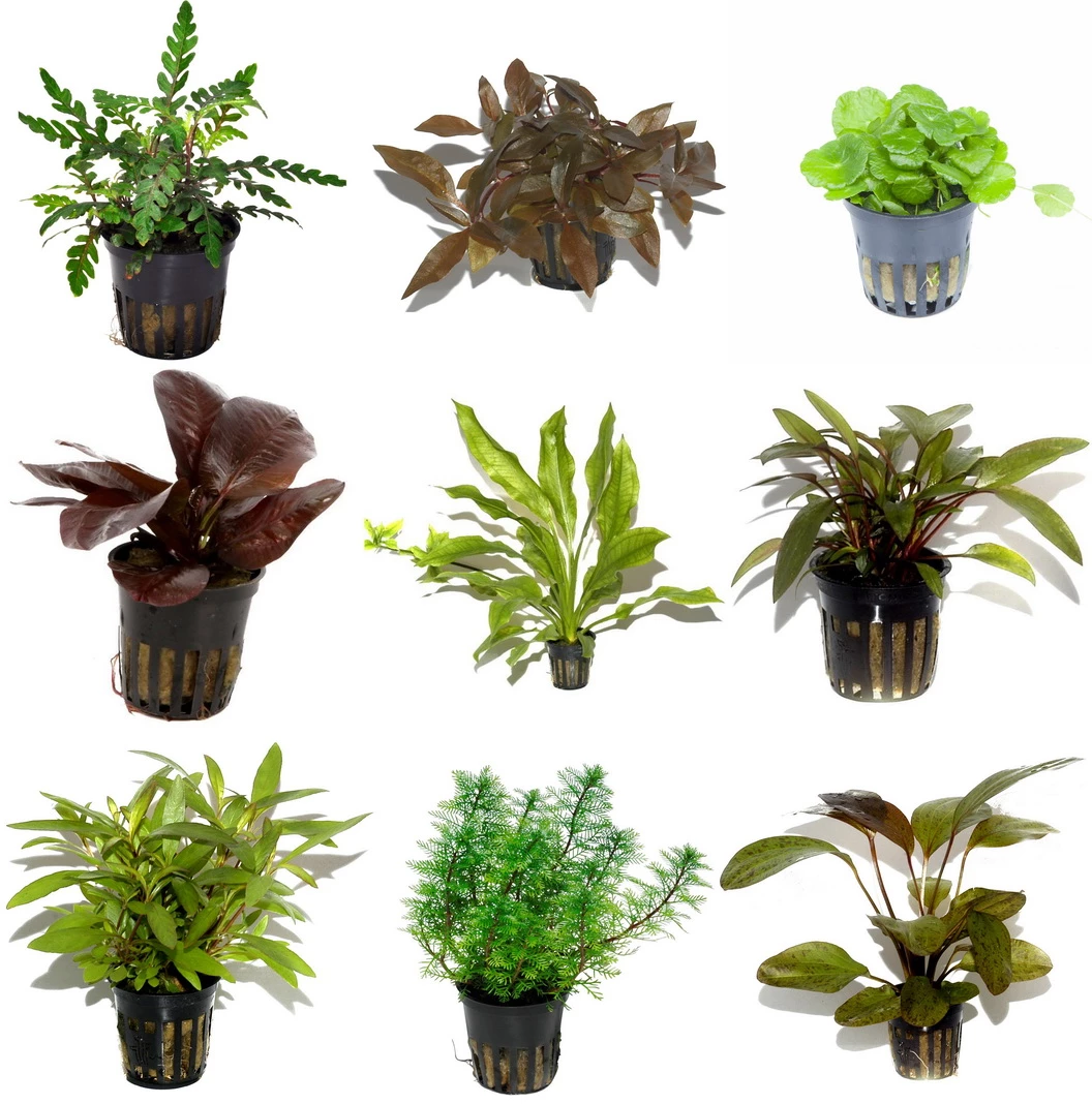 50 Wasserpflanzen, 5 Bunde Und 3 Topfpflanzen Für Ein 60 Liter Aquarium 2 50 Wasserpflanzen, 5 Bunde Und 3 Topfpflanzen Für Ein 60 Liter Aquarium – Bild 2