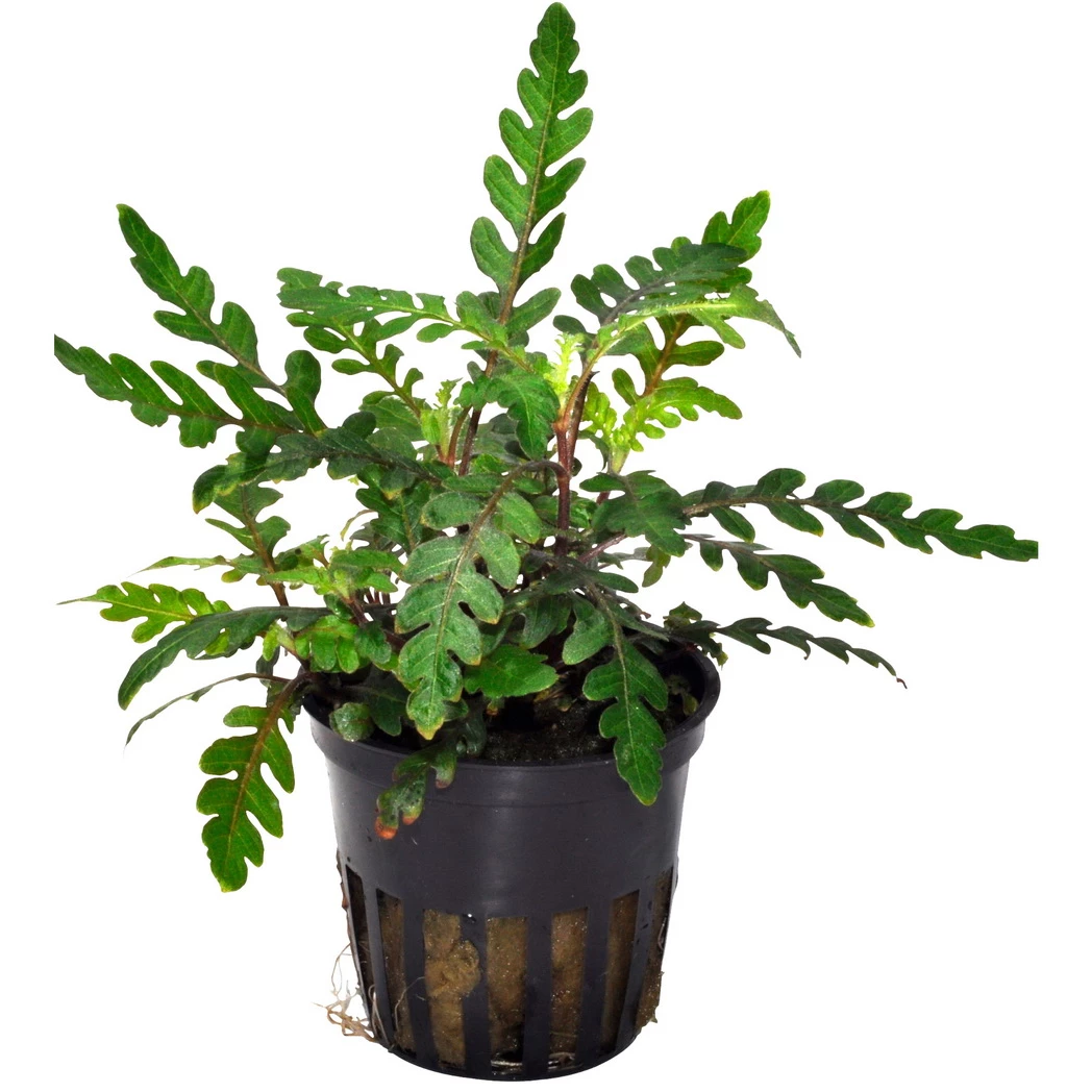 Bizarres Wasserpflanzen Sortiment - 4 Töpfe, Set Incl. Roten Pflanzen 9 Bizarres Wasserpflanzen Sortiment - 4 Töpfe, Set Incl. Roten Pflanzen – Bild 9