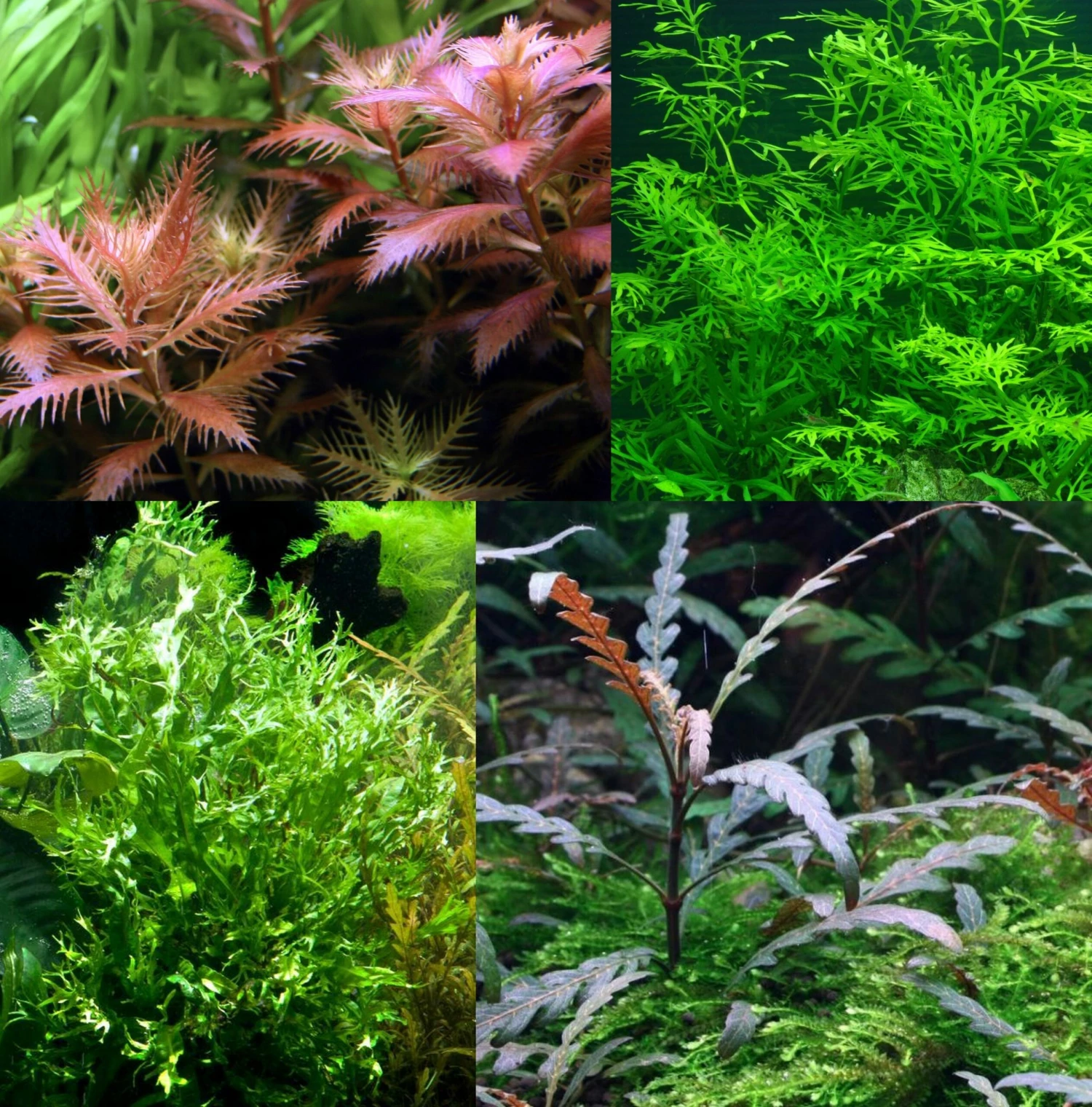 Bizarres Wasserpflanzen Sortiment - 4 Töpfe, Set Incl. Roten Pflanzen 1 Bizarres Wasserpflanzen Sortiment - 4 Töpfe, Set Incl. Roten Pflanzen