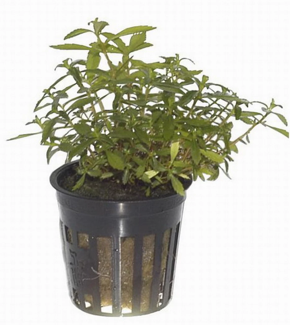 Bizarres Wasserpflanzen Sortiment - 4 Töpfe, Set Incl. Roten Pflanzen 6 Bizarres Wasserpflanzen Sortiment - 4 Töpfe, Set Incl. Roten Pflanzen – Bild 6