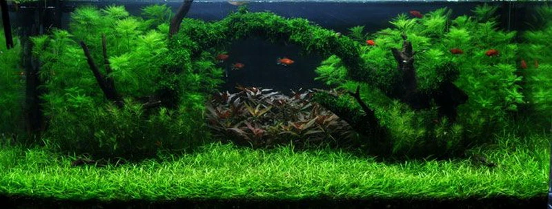Unterwasser-Landschaft Moosbrücke Für 500 Liter Aquarium 1 Unterwasser-Landschaft Moosbrücke Für 500 Liter Aquarium